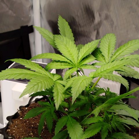 Mario's Runtz growlog timeline photo