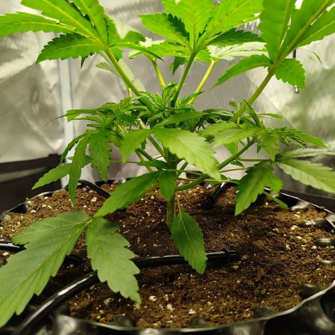 Mario's Runtz growlog timeline photo
