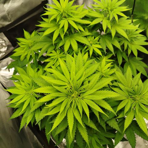 Mario's Runtz growlog timeline photo
