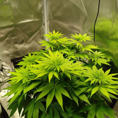 Mario's Runtz growlog timeline photo
