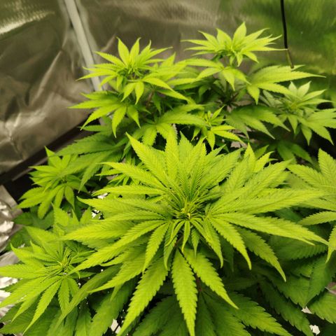 Mario's Runtz growlog timeline photo