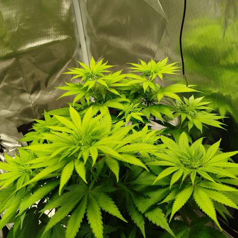 Mario's Runtz growlog timeline photo