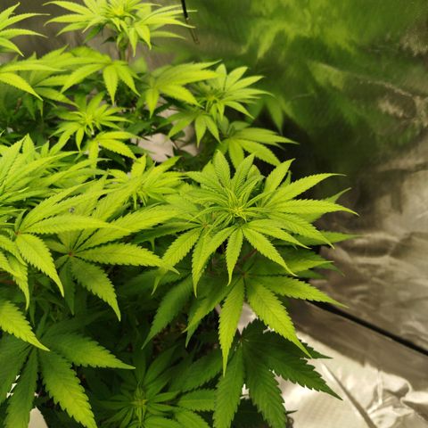 Mario's Runtz growlog timeline photo