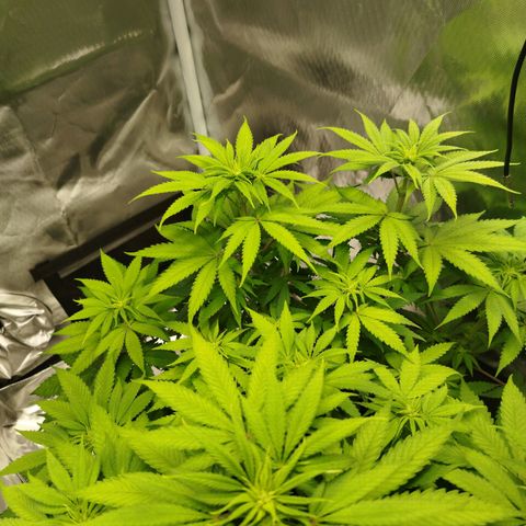 Mario's Runtz growlog timeline photo