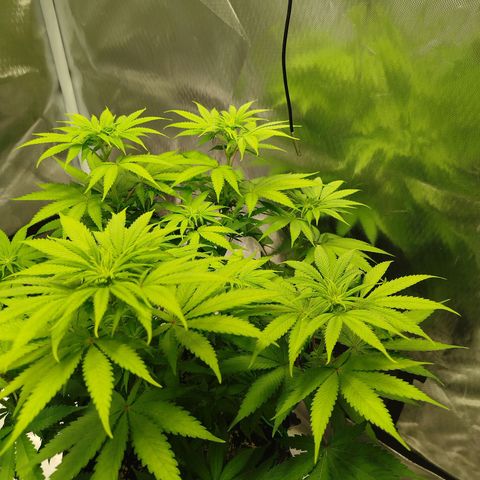 Mario's Runtz growlog timeline photo