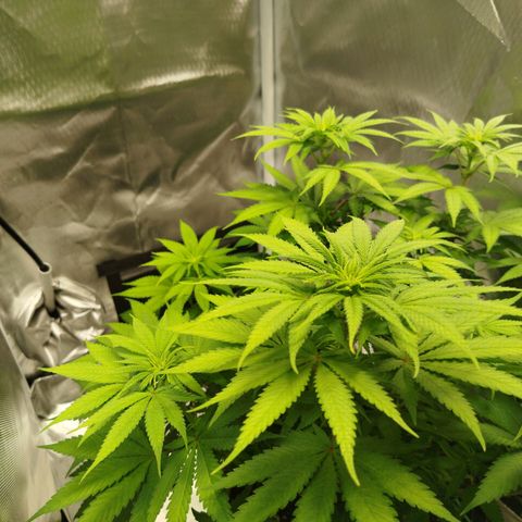 Mario's Runtz growlog timeline photo