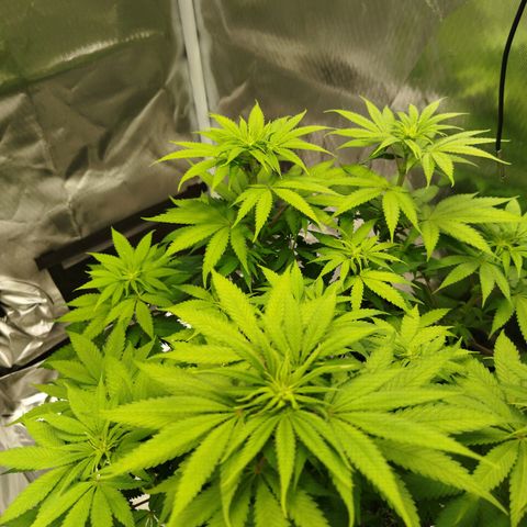 Mario's Runtz growlog timeline photo