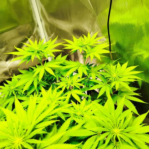 Mario's Runtz growlog timeline photo