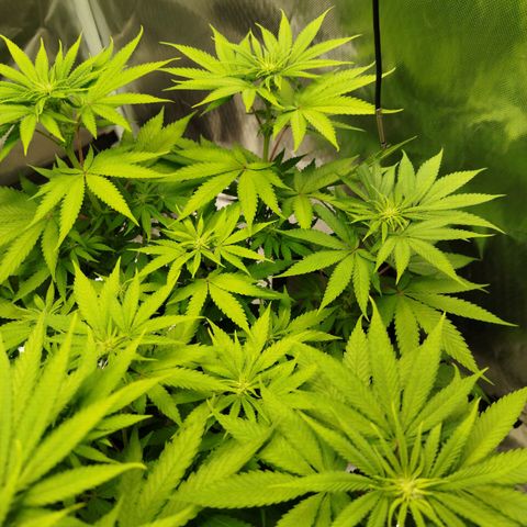 Mario's Runtz growlog timeline photo