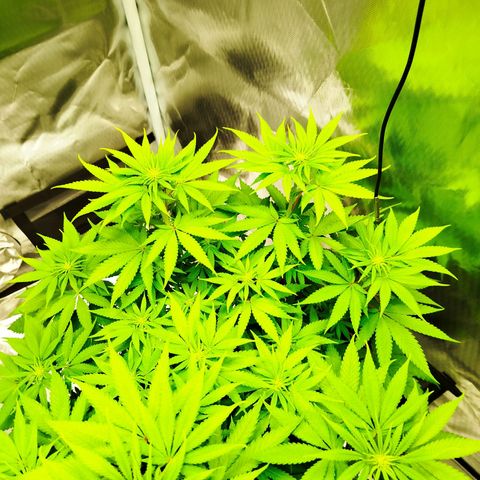 Mario's Runtz growlog timeline photo