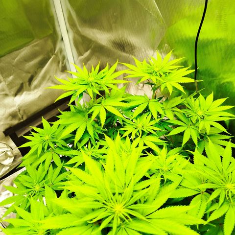 Mario's Runtz growlog timeline photo