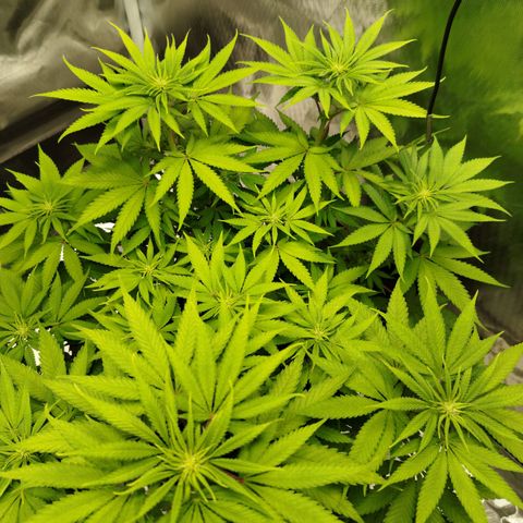 Mario's Runtz growlog timeline photo