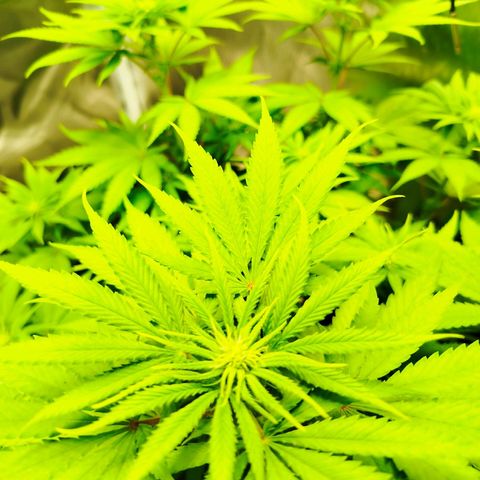 Mario's Runtz growlog timeline photo