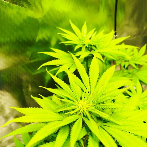 Mario's Runtz growlog timeline photo