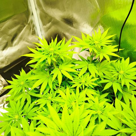 Mario's Runtz growlog timeline photo
