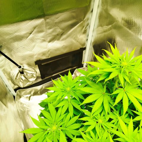 Mario's Runtz growlog timeline photo