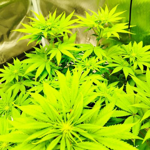 Mario's Runtz growlog timeline photo