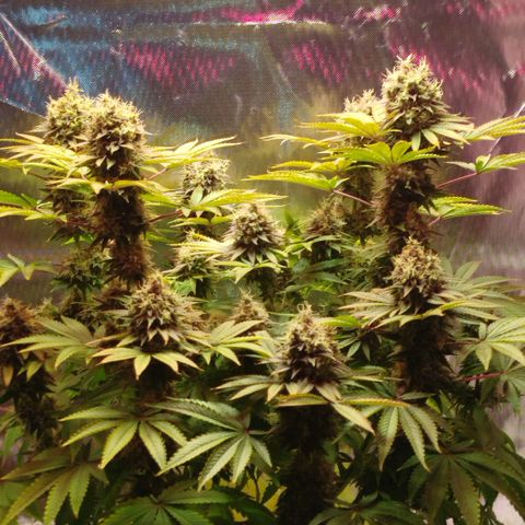 Mario's Runtz growlog timeline photo