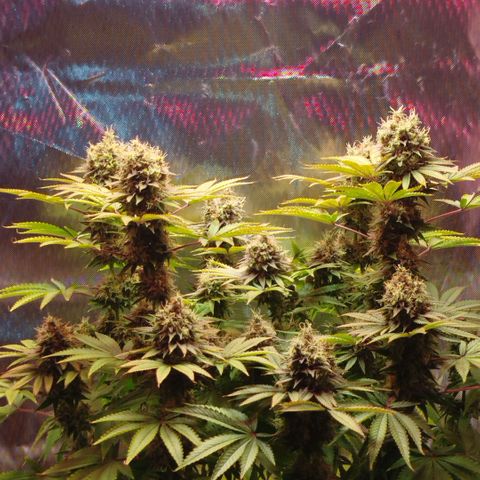 Mario's Runtz growlog timeline photo