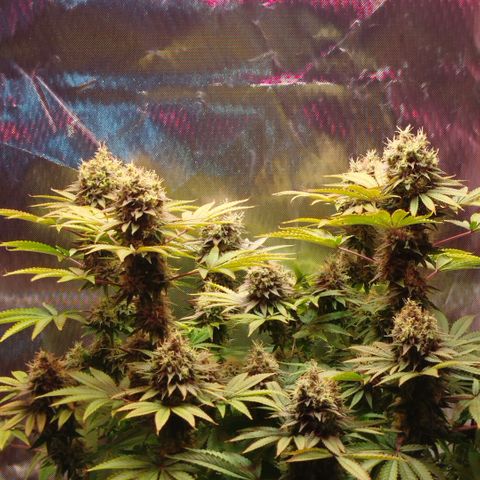 Mario's Runtz growlog timeline photo