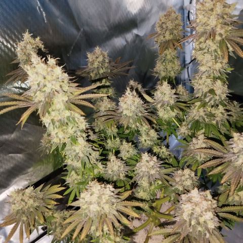 Mario's Runtz growlog timeline photo