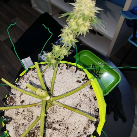 Mario's Runtz growlog timeline photo