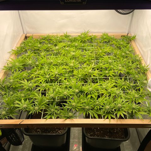 K33 growlog timeline photo