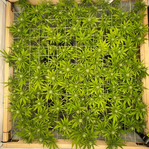 K33 growlog timeline photo