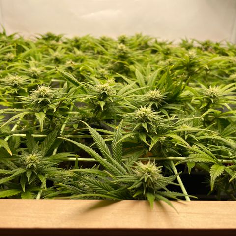 K33 growlog timeline photo