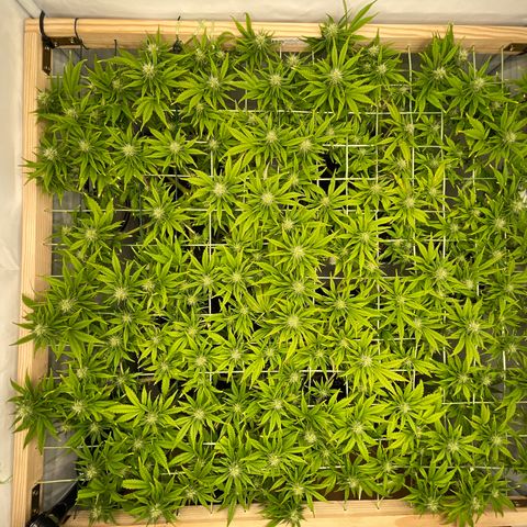 K33 growlog timeline photo