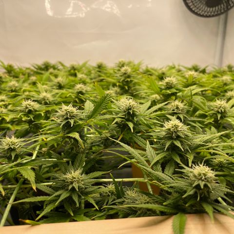 K33 growlog timeline photo