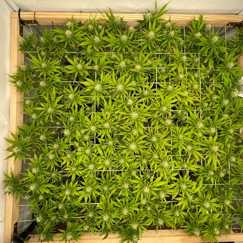 K33 growlog timeline photo