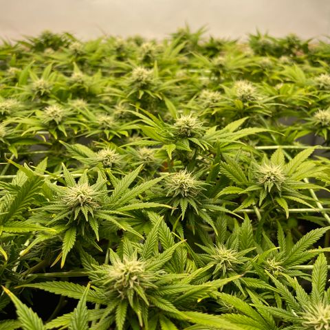 K33 growlog timeline photo
