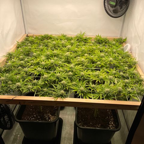 K33 growlog timeline photo
