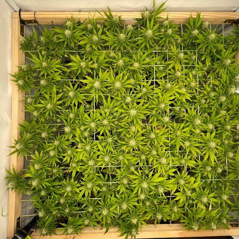K33 growlog timeline photo