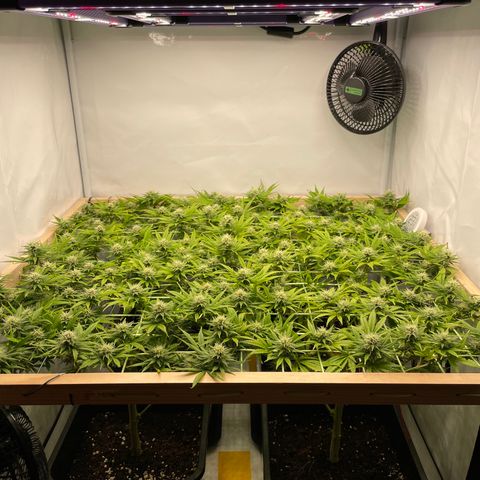 K33 growlog timeline photo