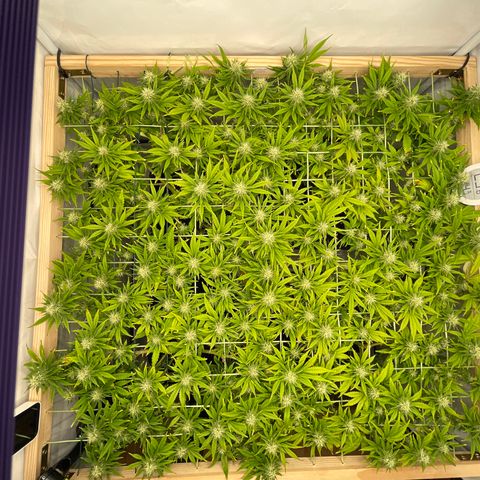 K33 growlog timeline photo