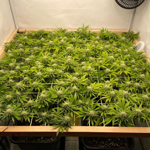 K33 growlog timeline photo