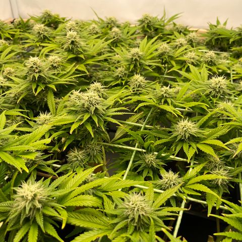 K33 growlog timeline photo