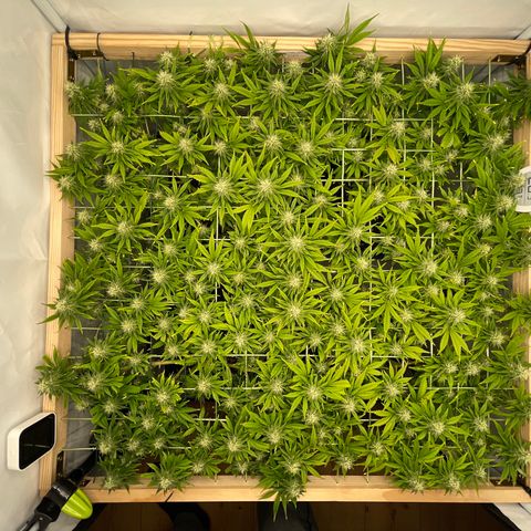 K33 growlog timeline photo