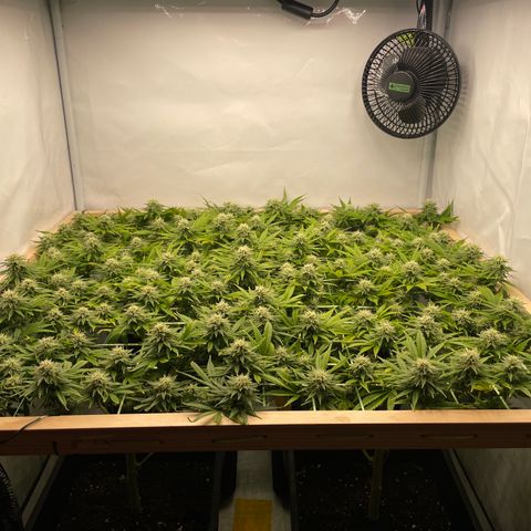 K33 growlog timeline photo