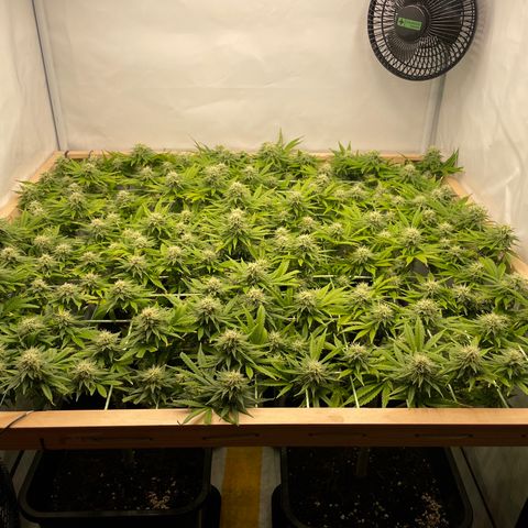 K33 growlog timeline photo