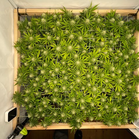 K33 growlog timeline photo