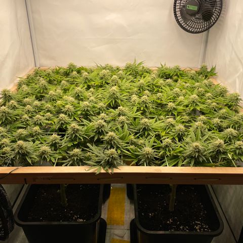 K33 growlog timeline photo