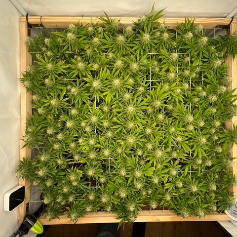 K33 growlog timeline photo