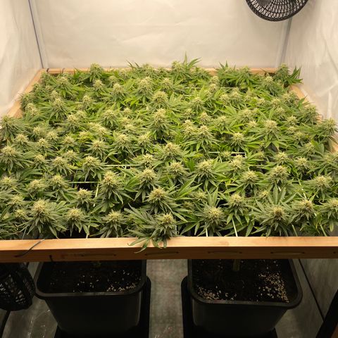 K33 growlog timeline photo