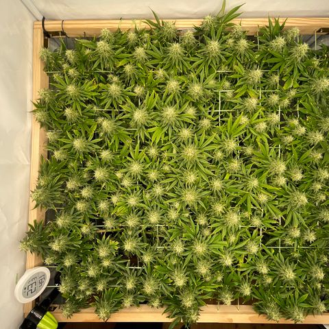 K33 growlog timeline photo