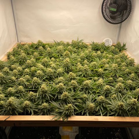 K33 growlog timeline photo