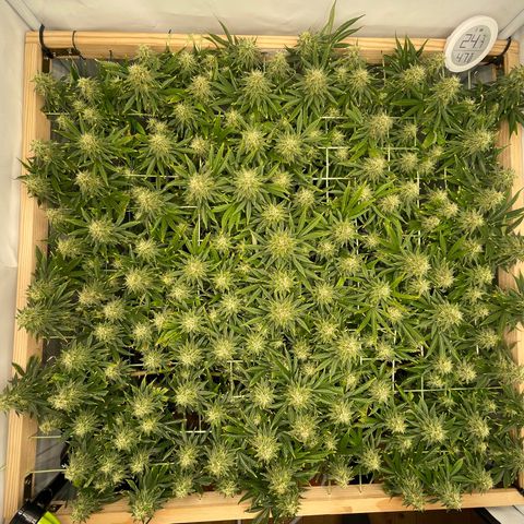 K33 growlog timeline photo