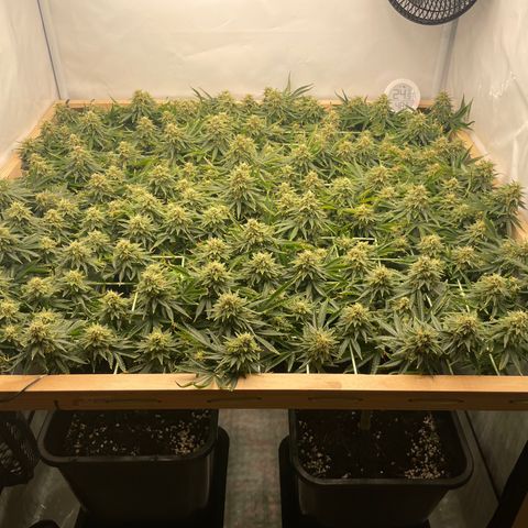 K33 growlog timeline photo